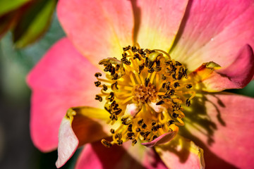 Pink and Yellow Wild Rose Detail