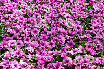 Fototapeta premium Flowers of colored in a greenhouse