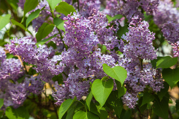 Fototapeta na wymiar Curvy branches lilac strewn with flowers