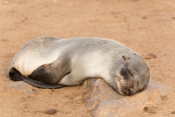 Fototapeta premium Cría de león marino en Cappe Cross, Namibia.