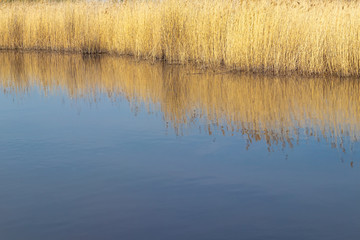 Coast of spring pond with reeds on a sunny day. On the shore of the pond in the spring. Dry reeds are reflected on the surface of calm water.