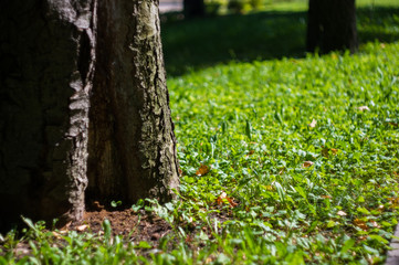 early summer landscape, old Park, trees, bushes, green grass, bright green leaves