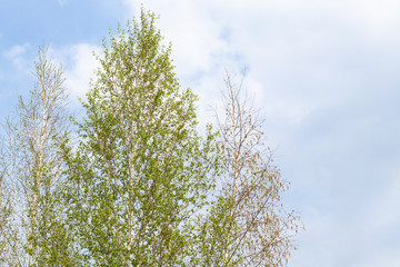 Three birch trees in spring against a blue sky with clouds