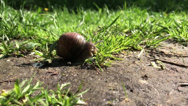 Big garden snail in shell crawling on wet road hurry home