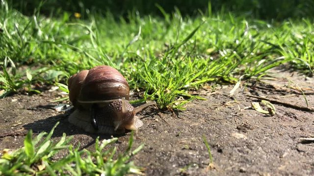 Big garden snail in shell crawling on wet road hurry home