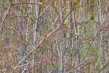 Texture of blooming shrub in spring, background