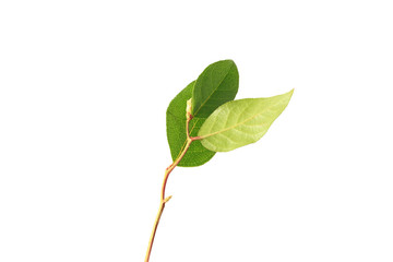 tree branch with green leaves without shade isolated on white background