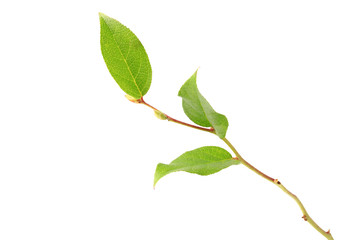tree branch with green leaves without shade isolated on white background