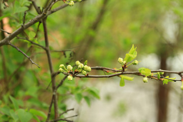 buds of flowers on a fruit tree in spring in the garden