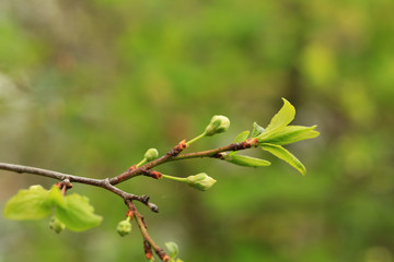 buds of flowers on a fruit tree in spring in the garden
