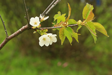 blooming fruit tree in spring in the garden