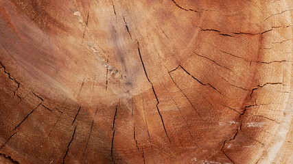 old wood texture, cutting tree