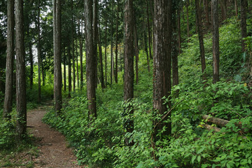 森の風景
