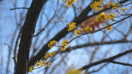 サンシュユの花