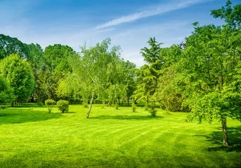 Rolgordijnen een achtertuin en tuin met manu bomen en gras op gazon © andreusK