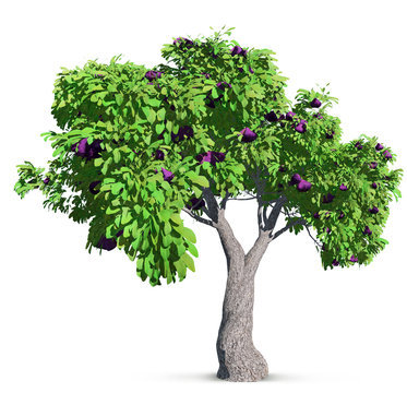 fig tree isolated with high detailed leaves, 3D illustration