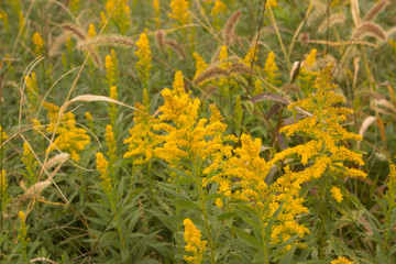 yellow flowers in garden