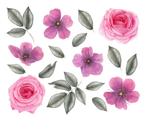 Watercolor vintage rose flowers and leaves. Botanical illustration. Isolated on white background.