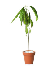 Sick home plant in pot on white background