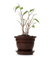 Sick home plant in pot on white background