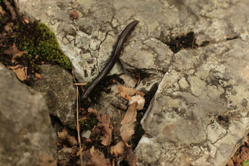 Milipede on the rock