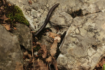 Milipede on the rock