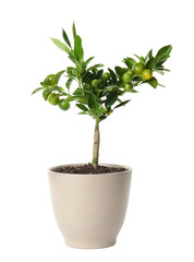Obraz premium Pot with Calamondin home plant on white background