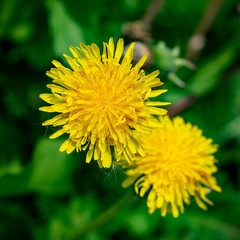Yellow dandelions in spring close up