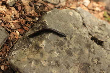Milipede on the rock