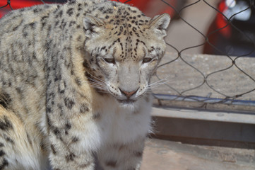 Snow leopard on a rock
