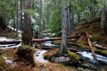Glacier Park in the Forest 