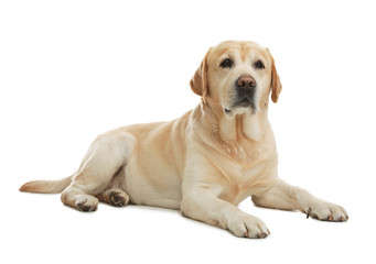 Yellow labrador retriever lying on white background