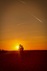 Abendämmerung mit Baum und Flugzeuegn am Himmel