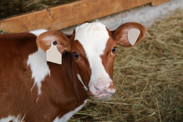 close up front face and head view of red and white Holstein heifer © Diane