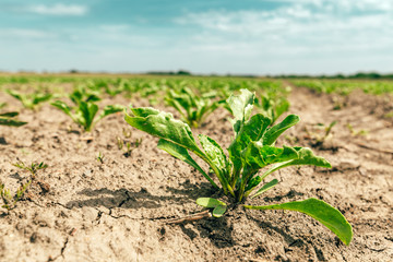 Young sugar beet crop in field