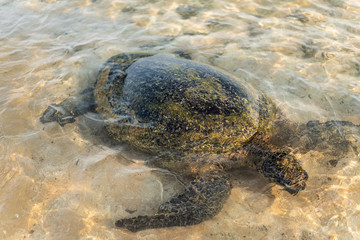 Big olive turtle in the water on the coast of the Turtle Beach in Hikkaduwa, Sri Lanka in the Indian Ocean