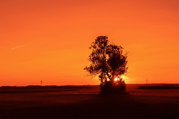 Baum auf freier Fläche bei Sonnenuntergang