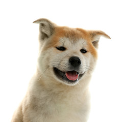 Cute akita inu puppy isolated on white