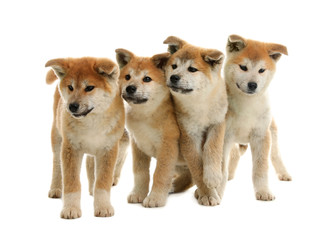 Cute akita inu puppies isolated on white