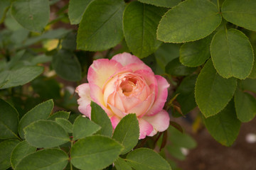 pink rose in the garden