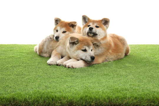 Cute akita inu puppies on artificial grass against white background