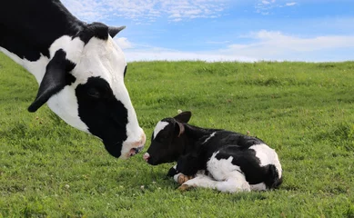 Poster close-up van de kop van een Holstein-koe terwijl ze waakt over haar pasgeboren kalf © Diane