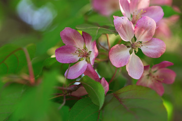 Apple blossoms. Blooming flowers of Apple tree on the branch. Natural floral background.