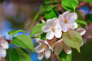 Apple blossoms. Blooming flowers of Apple tree on the branch. Natural floral background.