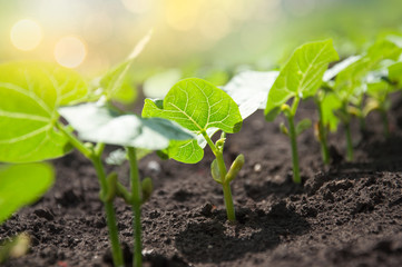 Young bean sprouts growing in the garden in the rays of the sun. - obrazy, fototapety, plakaty