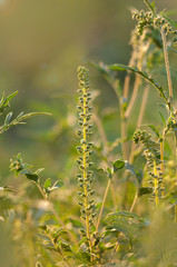 Young branch ambrosia blooming in the field. Plant causing allergies. Selective focus.