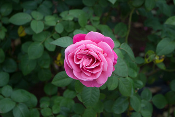 pink rose in garden