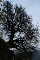 arbol