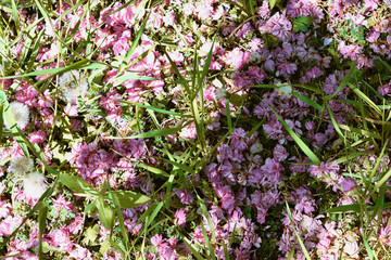 Fototapeta premium pink flowers in garden