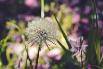 dandelion against flower in field